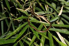 Dendrelaphis
