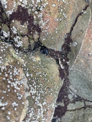 Mytilus galloprovincialis