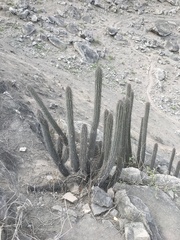 Haageocereus acranthus