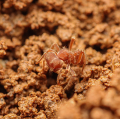 Sericomyrmex amabilis