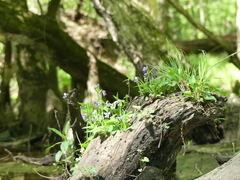 Viola cucullata