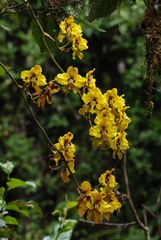 Cyrtochilum macranthum