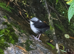 Cinclus leucocephalus