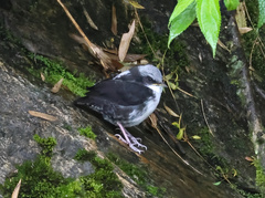 Cinclus leucocephalus
