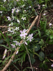 Claytonia