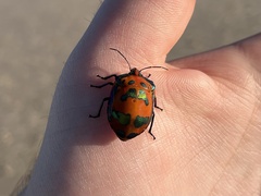 Tectocoris diophthalmus