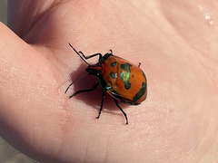 Tectocoris diophthalmus