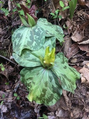 Trillium