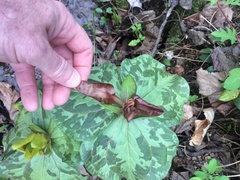 Trillium