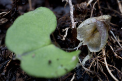 Corybas trilobus aggregate