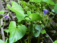 Viola cucullata