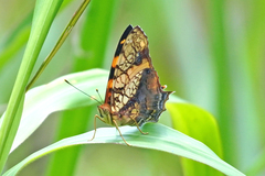Hypanartia lethe