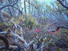 Psittacanthus sonorae