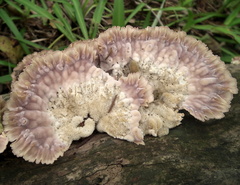 Cymatoderma
