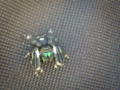 Phidippus regius