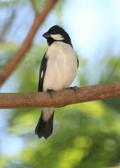 Sporophila lineola
