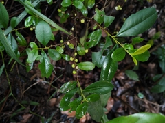 Sageretia thea