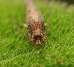 Meinertellidae