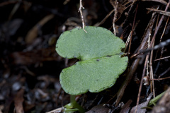 Corybas trilobus aggregate