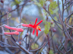 Psittacanthus sonorae