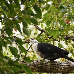 Columba leucomela