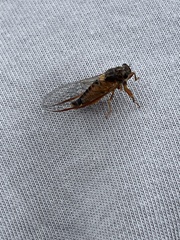 Yoyetta landsboroughi