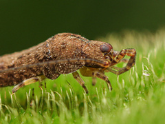 Meinertellidae