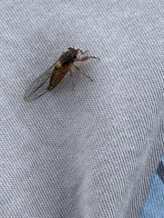 Yoyetta landsboroughi