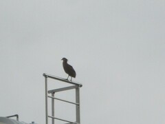 Gorsachius melanolophus