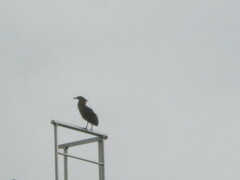 Gorsachius melanolophus