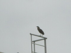 Gorsachius melanolophus