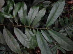 Excoecaria cochinchinensis