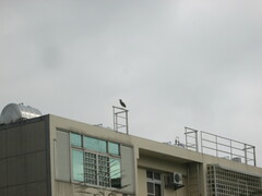 Gorsachius melanolophus