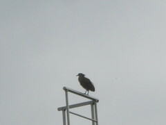 Gorsachius melanolophus