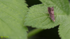 Grapholita delineana