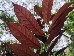 Excoecaria cochinchinensis