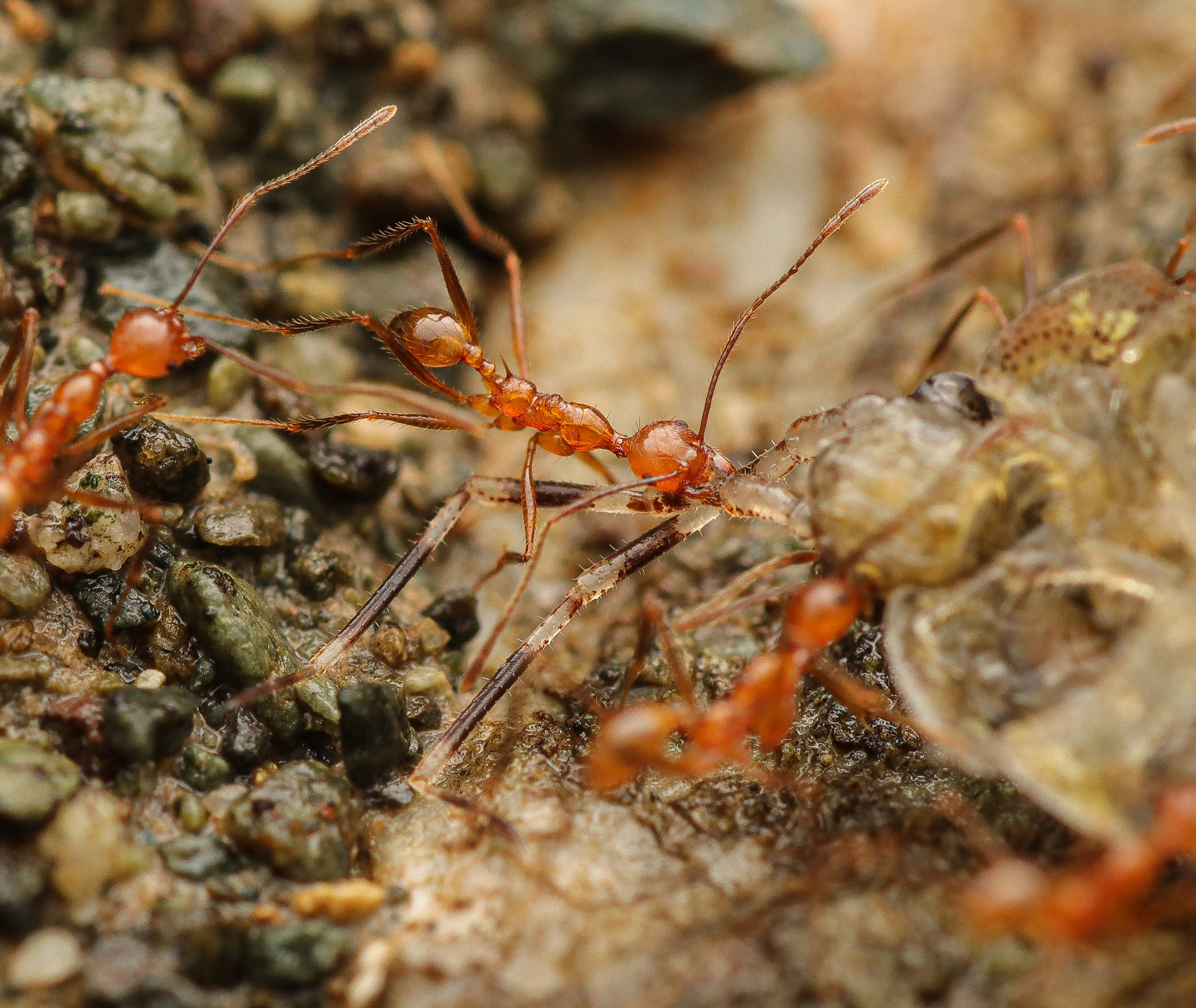 Pheidole ajaxigibba