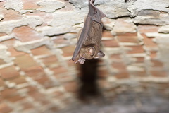 Hipposideros armiger terasensis