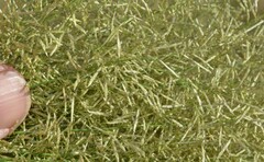 Eragrostis barrelieri