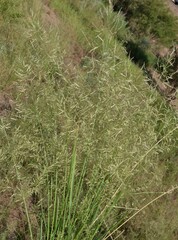 Eragrostis barrelieri