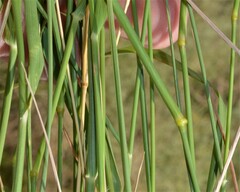 Eragrostis barrelieri