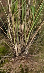 Eragrostis barrelieri