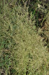 Eragrostis barrelieri
