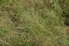 Eragrostis barrelieri