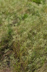 Eragrostis barrelieri