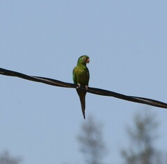 Psittacara leucophthalmus