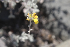 Calceolaria polifolia