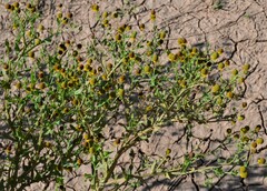Helenium microcephalum