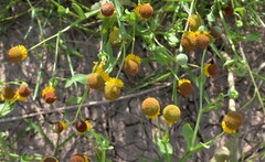 Helenium microcephalum