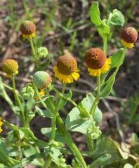 Helenium microcephalum